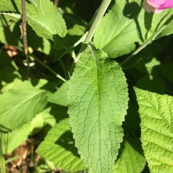 Digitalis purpurea Leaf