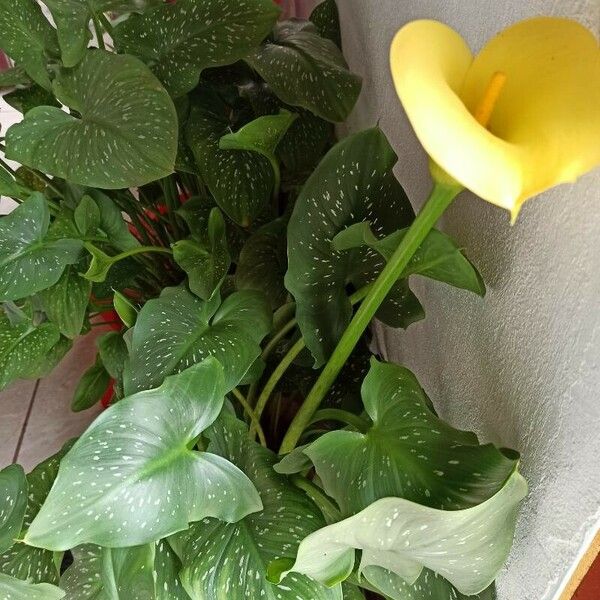 Zantedeschia albomaculata Floare