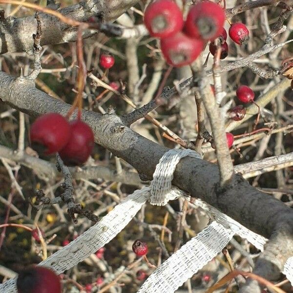 Crataegus laciniata Vaisius