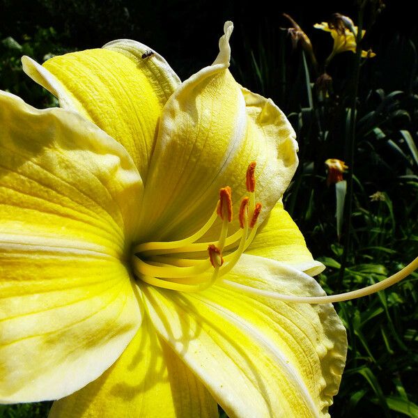 Hemerocallis lilioasphodelus Flower