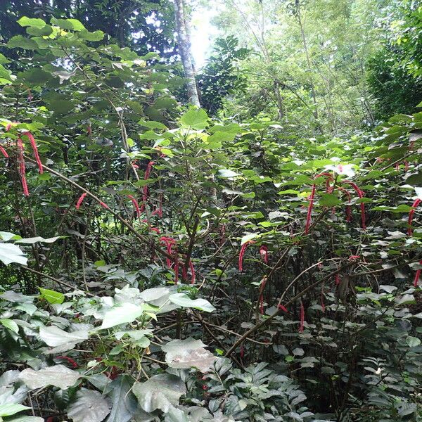 Acalypha hispida Hábito