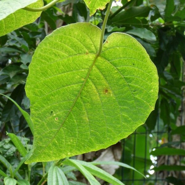 Clerodendrum speciosissimum Листок