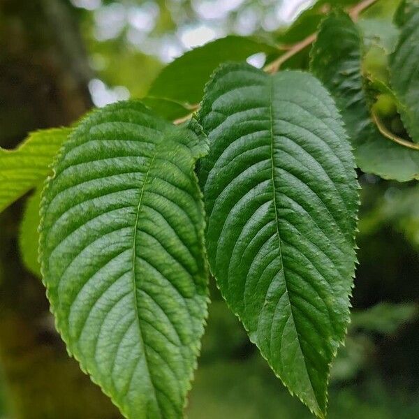 Prunus campanulata Fuelha