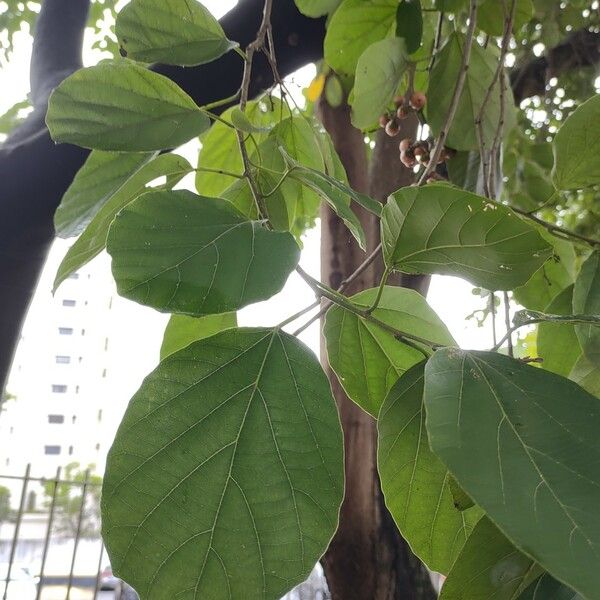 Cordia dichotoma Yaprak