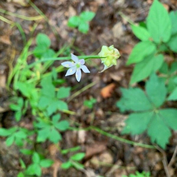 Allium canadense Fleur