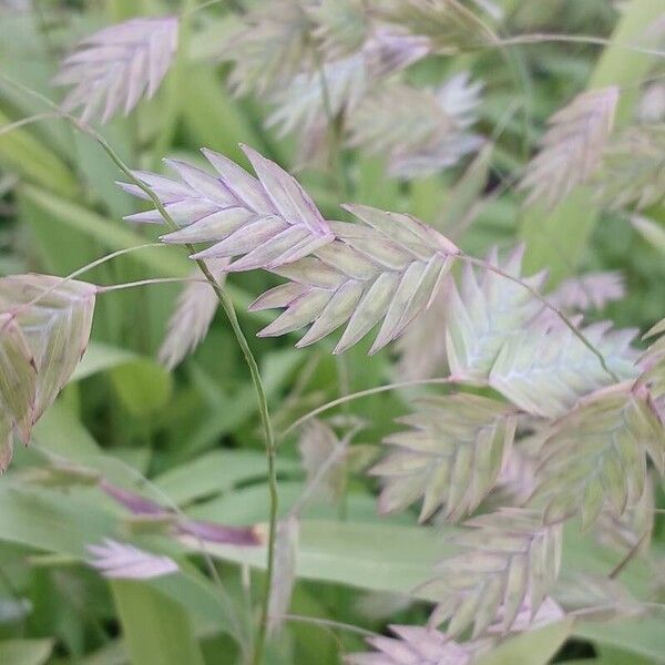 Chasmanthium latifolium Blomst