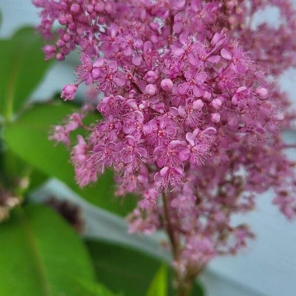 Filipendula rubra Blomma