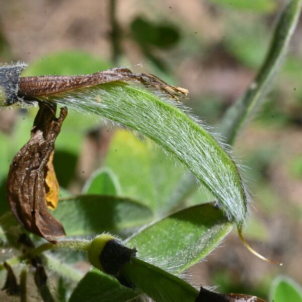 Cytisus villosus फल