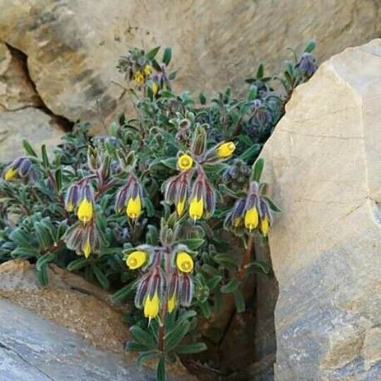 Onosma frutescens Drugo