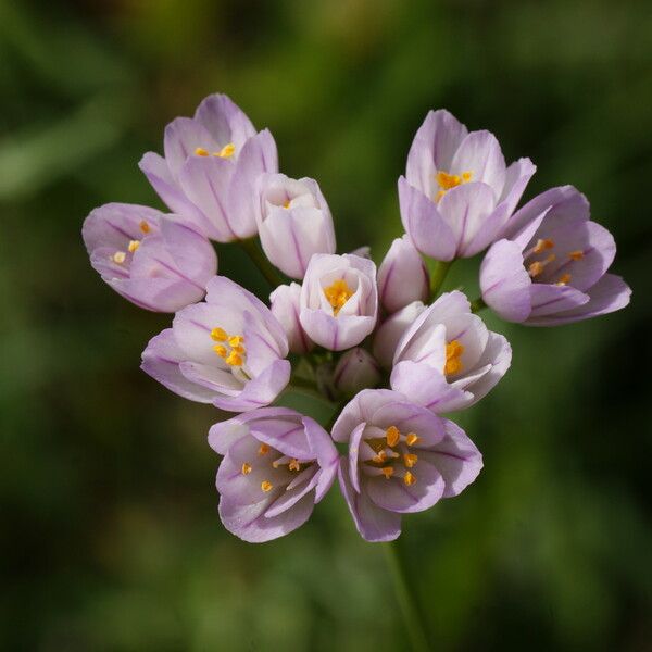 Allium roseum Λουλούδι