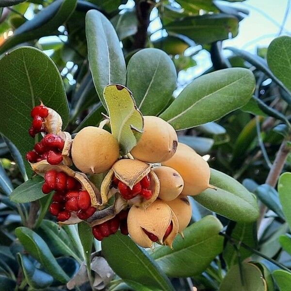 Pittosporum tobira Fruit