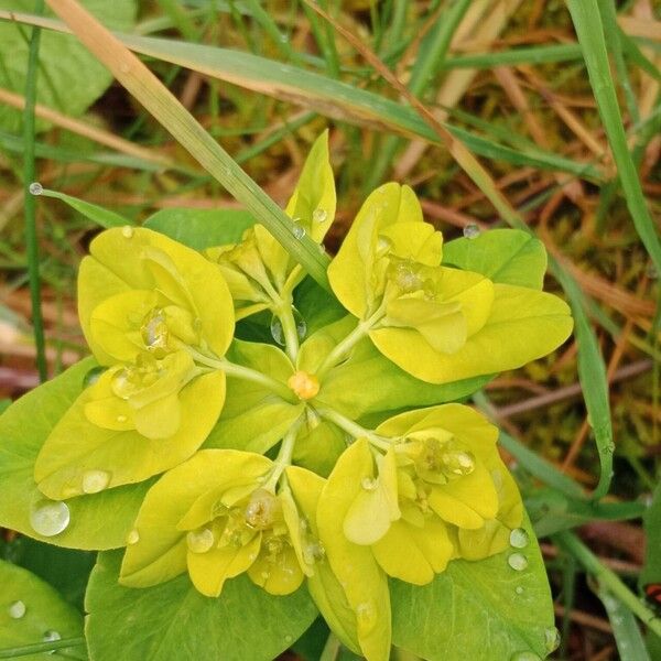 Euphorbia flavicoma ফুল