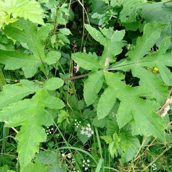 Heracleum sphondylium Leht