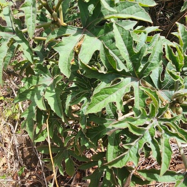 Adenia volkensii 叶