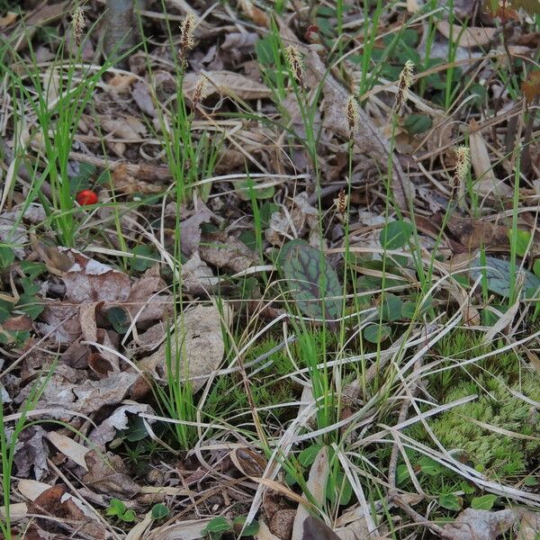 Carex pensylvanica ശീലം