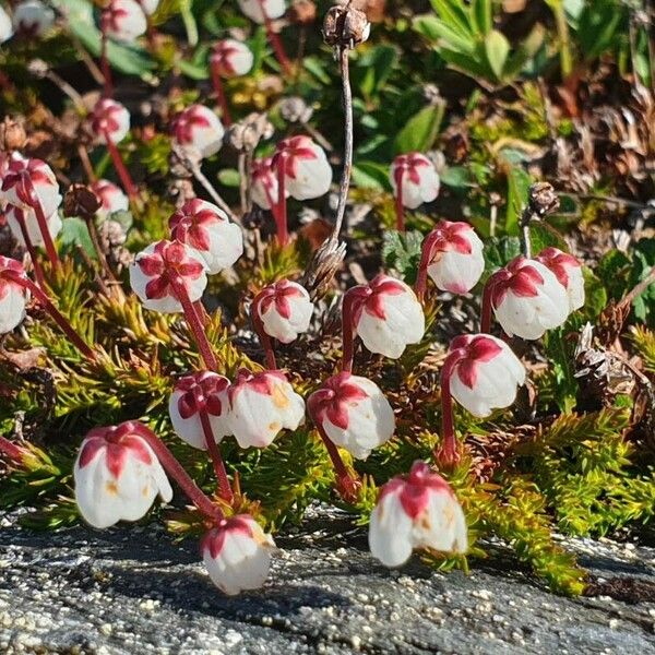 Cassiope hypnoides 花