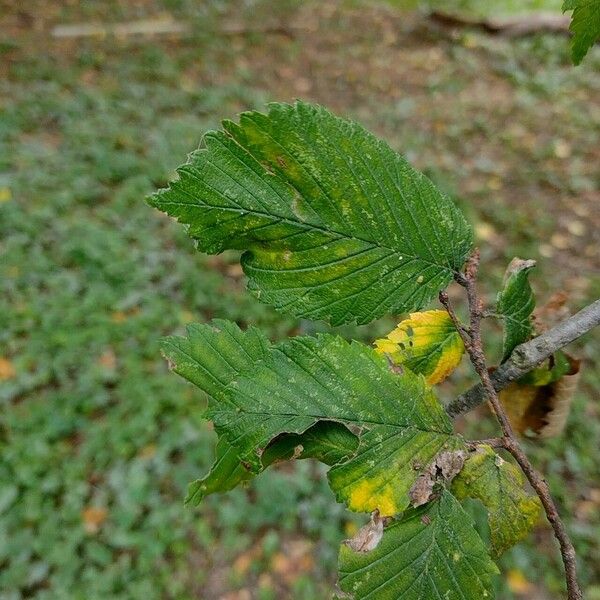 Ulmus laevis পাতা