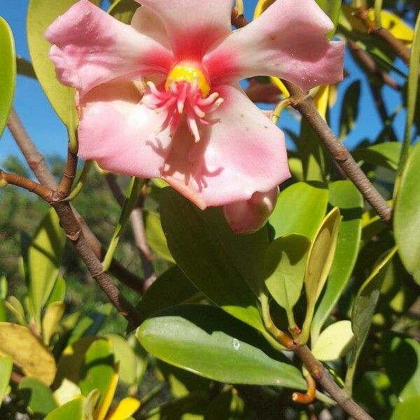 Clusia orthoneura Flower