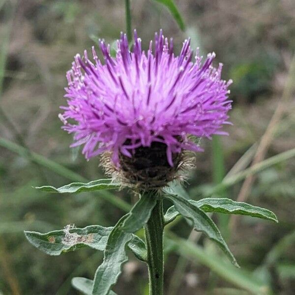 Centaurea nigra Flor