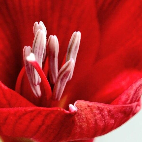 Hippeastrum reginae Other