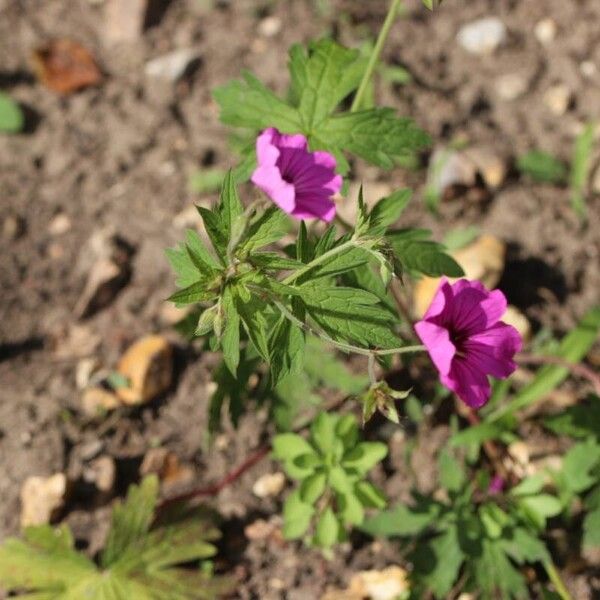 Geranium psilostemon Ліст