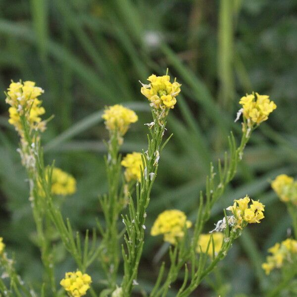 Barbarea stricta Květ