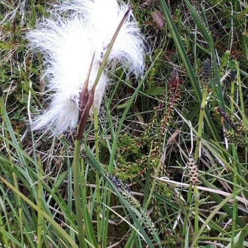 Eriophorum scheuchzeri Fiore