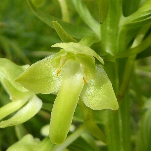 Platanthera algeriensis Квітка