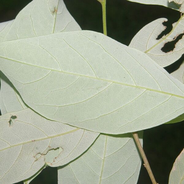 Licania hypoleuca Leaf