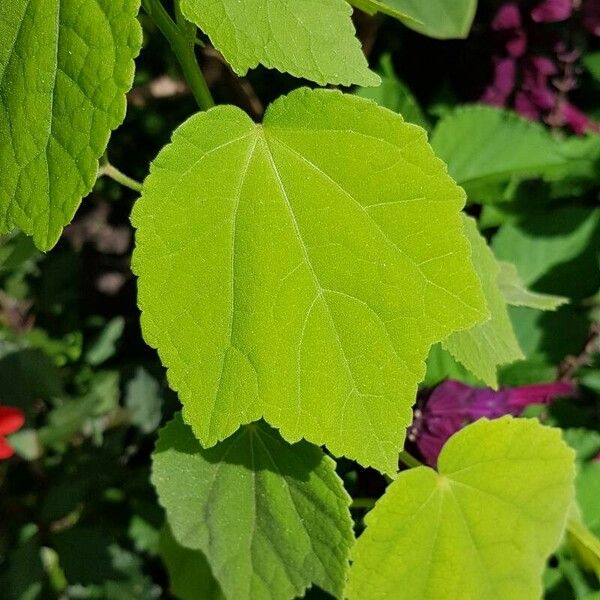 Malvaviscus arboreus Feuille