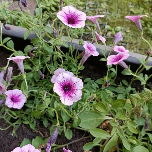 Petunia × atkinsiana 花