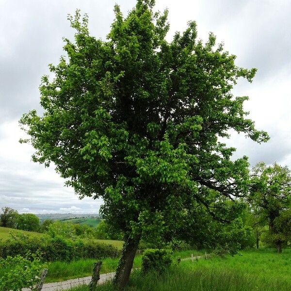 Pyrus communis Natur