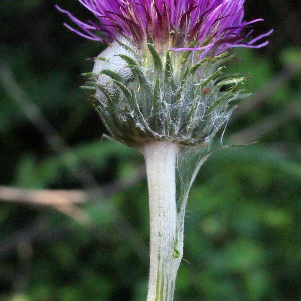 Cirsium filipendulum Flower