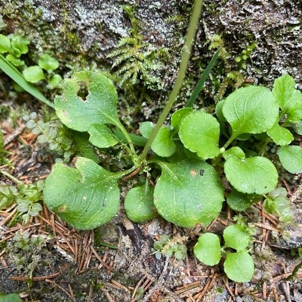 Moneses uniflora Blatt