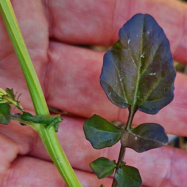 Barbarea vulgaris 葉