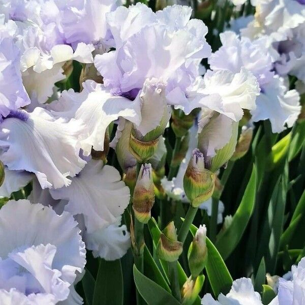 Iris × germanica Blüte