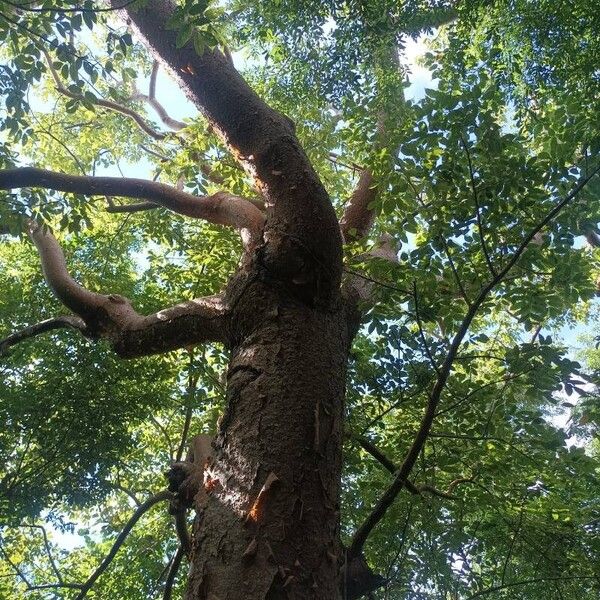 Bursera simaruba Habitat