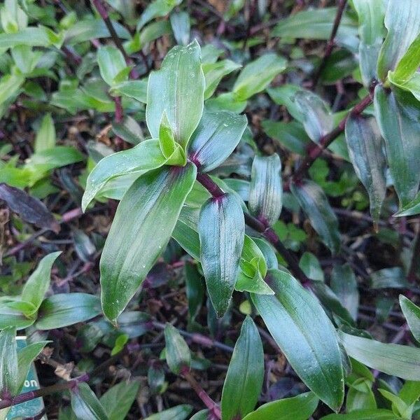 Callisia serrulata Φύλλο