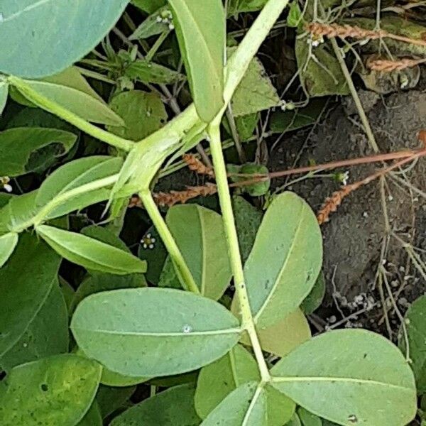 Arachis hypogaea Bark