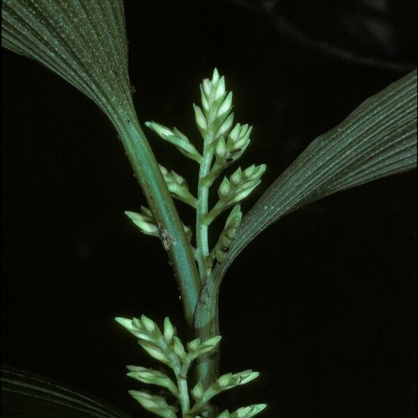 Corymborkis veratrifolia Cvet