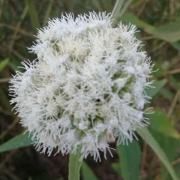 Austroeupatorium inulifolium Flower