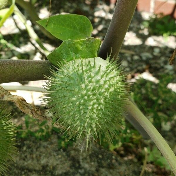 Datura inoxia Fruto