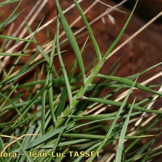 Melica minuta Leaf