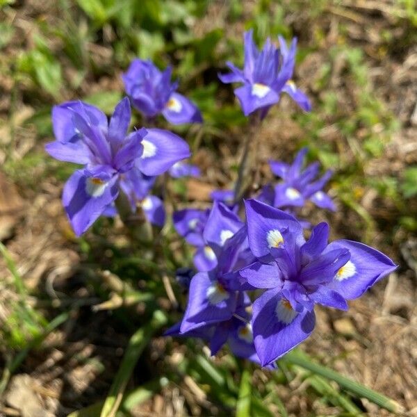 Moraea sisyrinchium Bloem