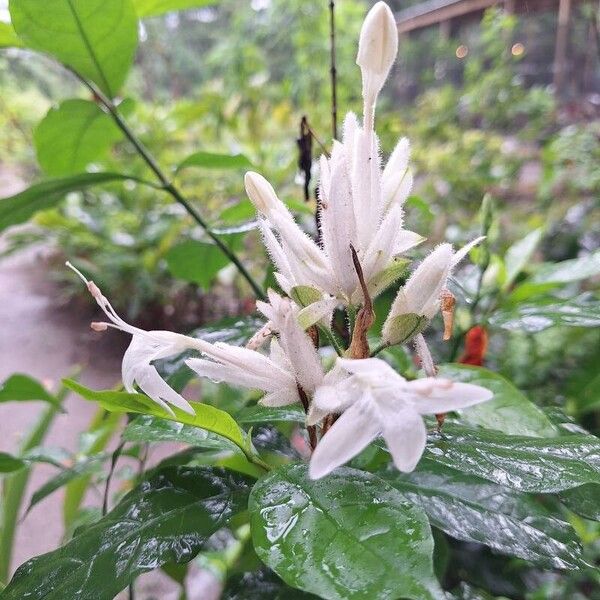 Whitfieldia elongata Bloem