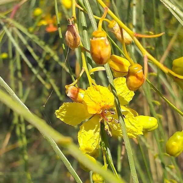 Parkinsonia aculeata Квітка