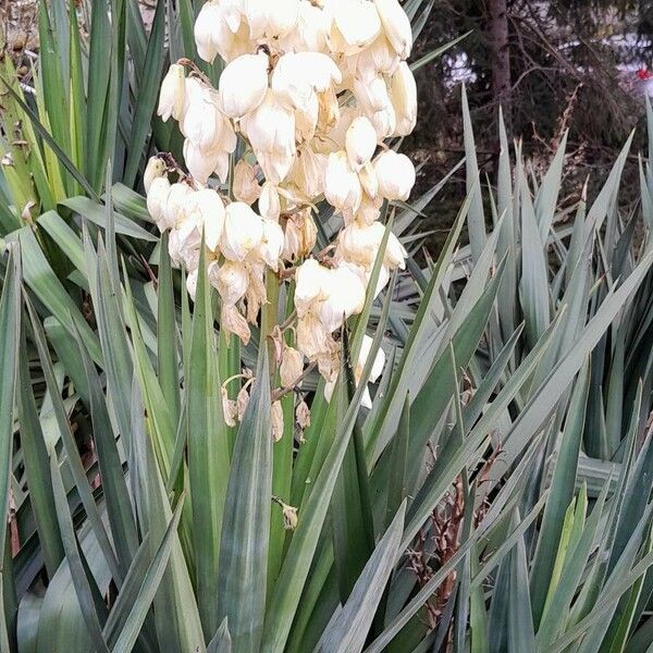 Yucca gloriosa 整株植物