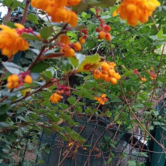 Berberis darwinii 整株植物