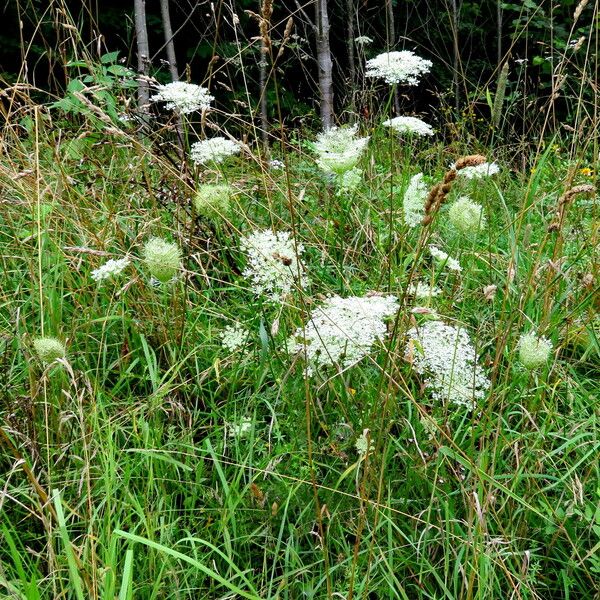 Daucus carota Õis