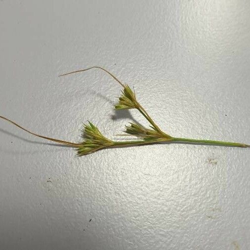 Juncus hybridus 整株植物